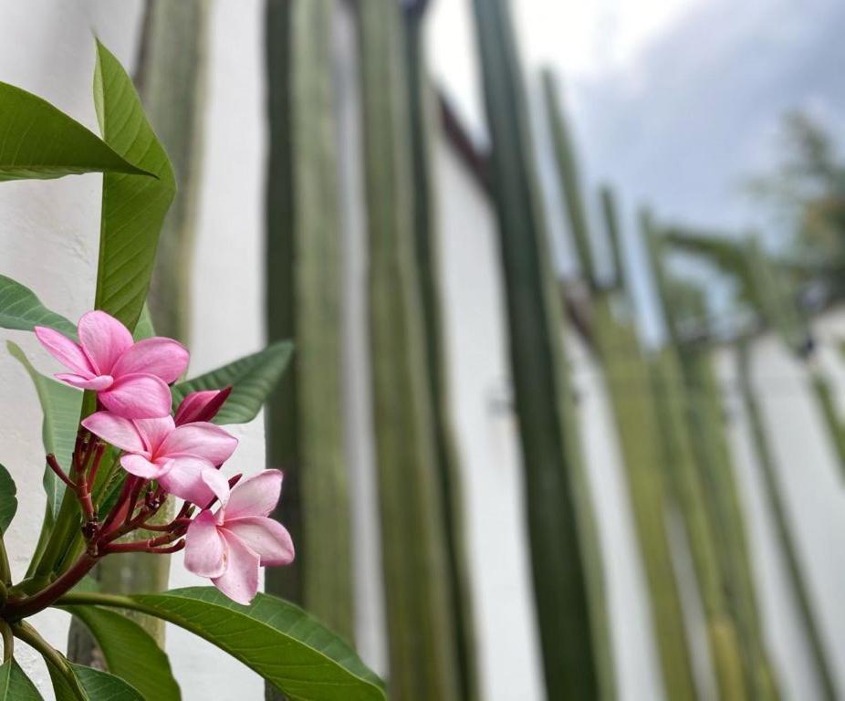 Casa Mayo B&B Oaxaca Ngoại thất bức ảnh