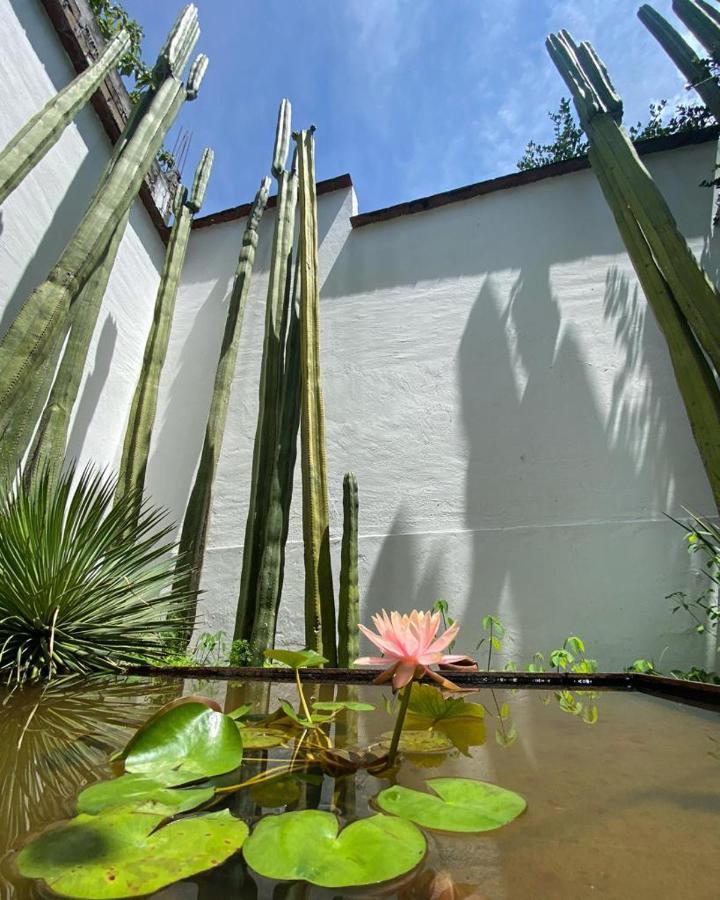 Casa Mayo B&B Oaxaca Ngoại thất bức ảnh