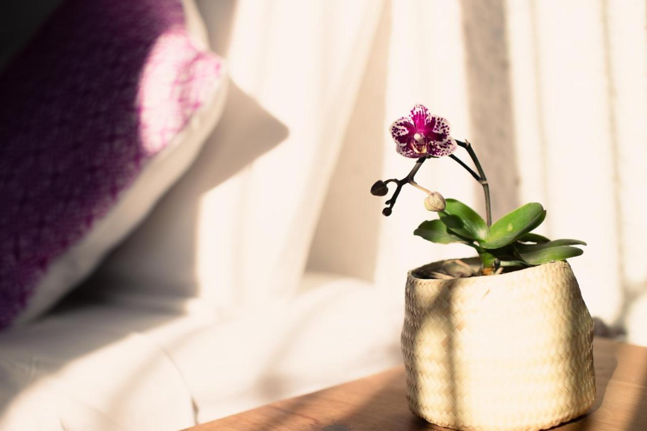 Casa Mayo B&B Oaxaca Ngoại thất bức ảnh